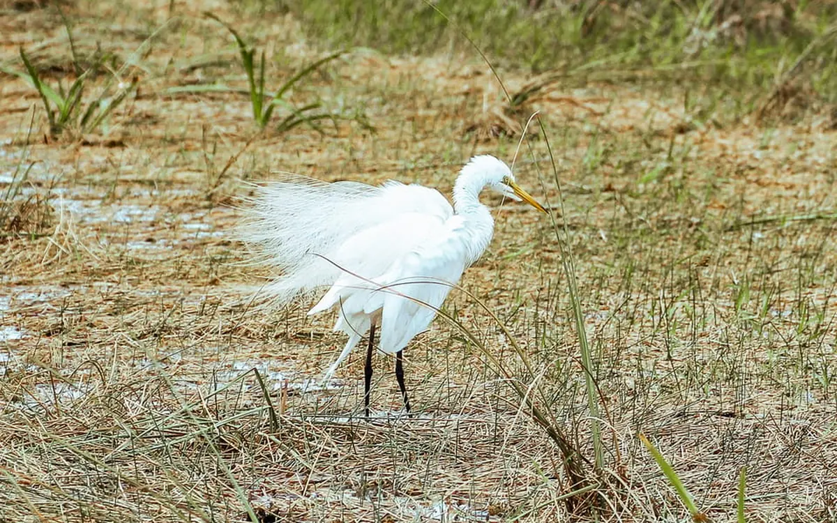 A heron standing in the sawgrass of the Everglades